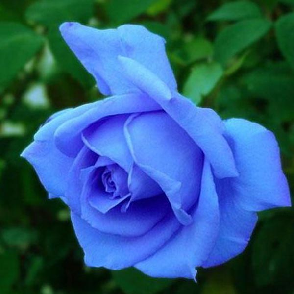 blue rose plants